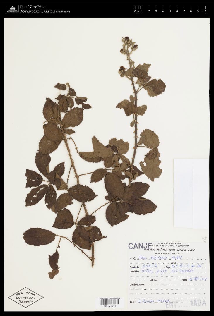 Rubus boliviensis